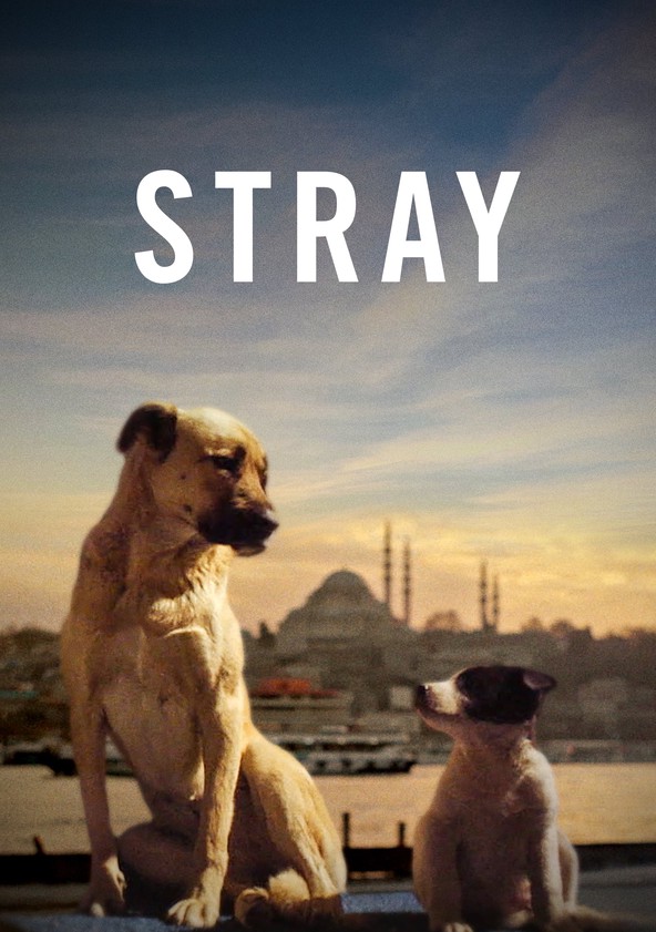 película Stray