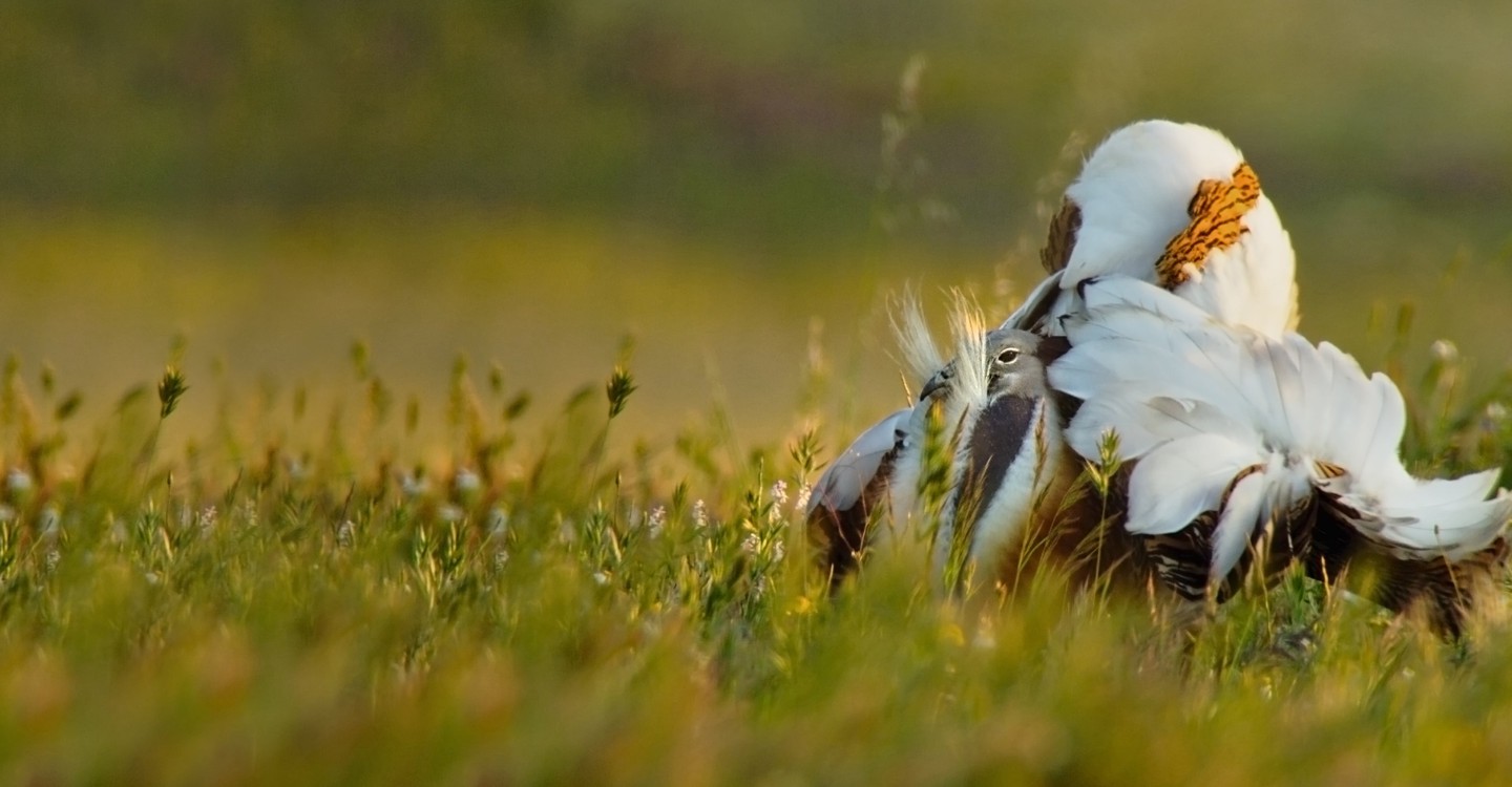 dónde ver película Wild Portugal