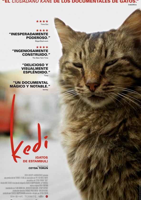 dónde ver película Kedi (Gatos de Estambul)