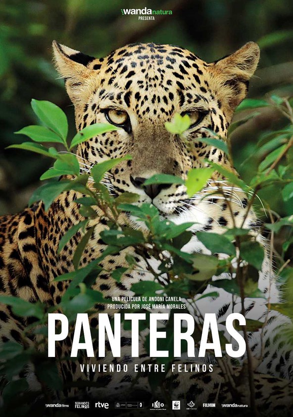 dónde ver película Panteras: Viviendo entre felinos