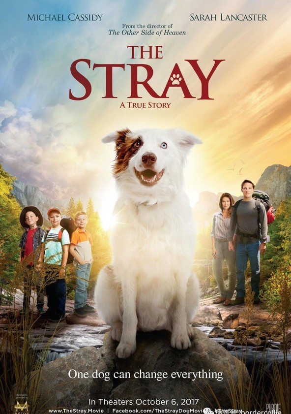 película The Stray